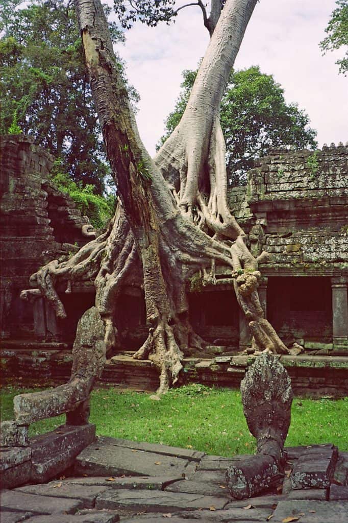 jungle tree growing through Angkor Thom temple