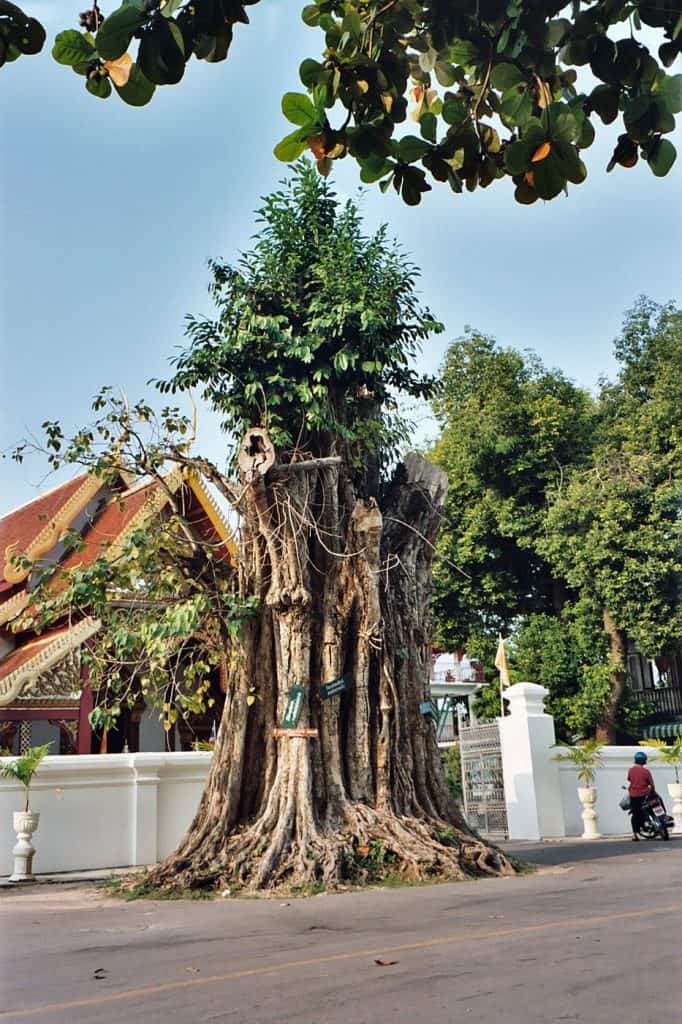 bodhi tree in front of temple