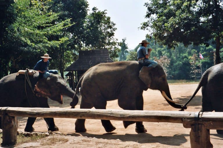 elephant show in Lampang