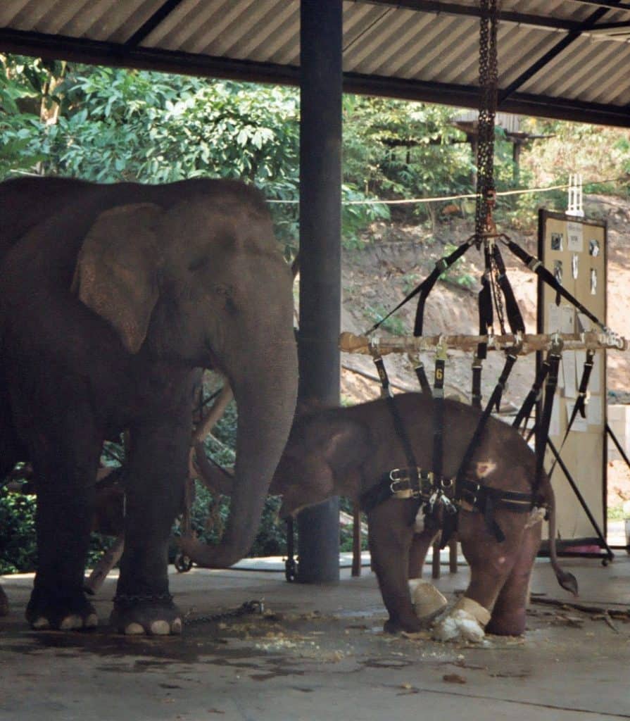 injured young elephant at hospital in Lampang