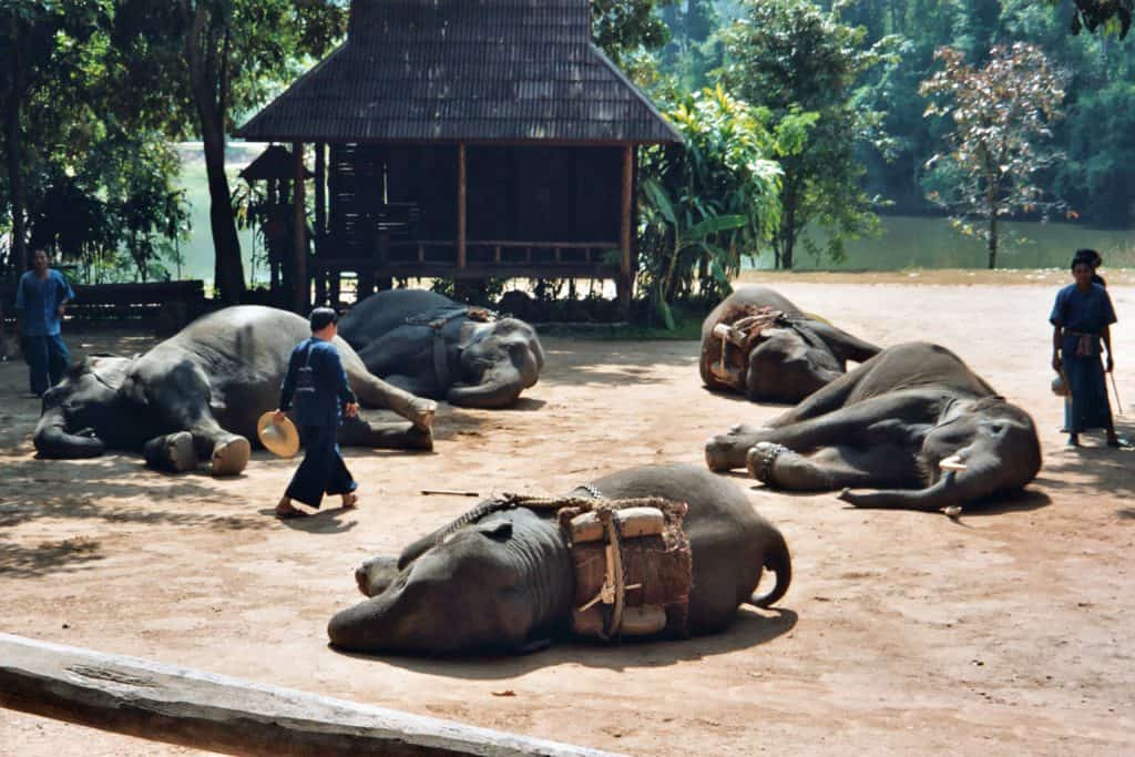 elephant show at Elephant Conservation Center in Lampang