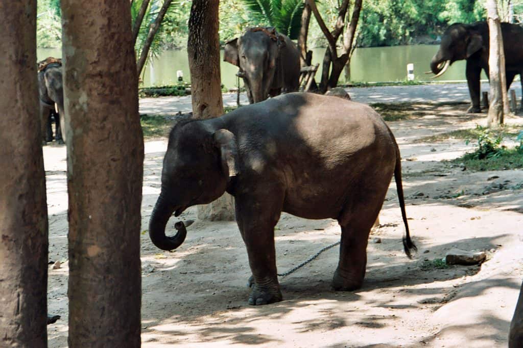 watching elephants in Lampang