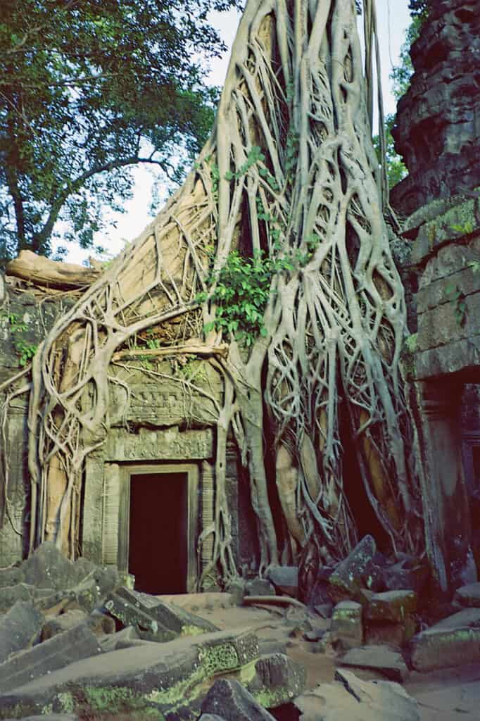 Ta Prohm forces of nature
