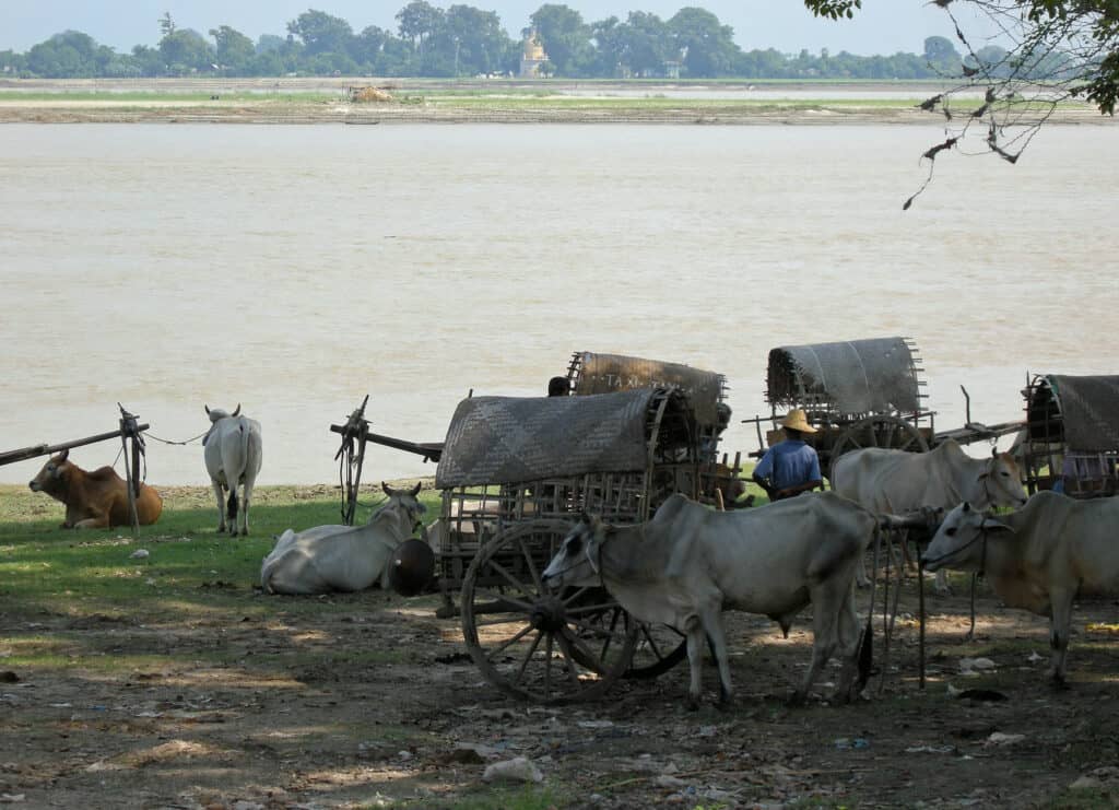 cattle along Irrawaddy river in Mingun
