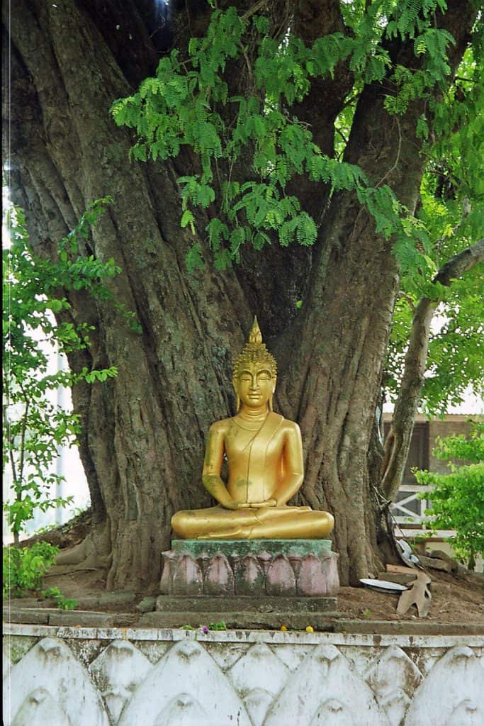 Buddha under bodhi tree at Wat That Luang