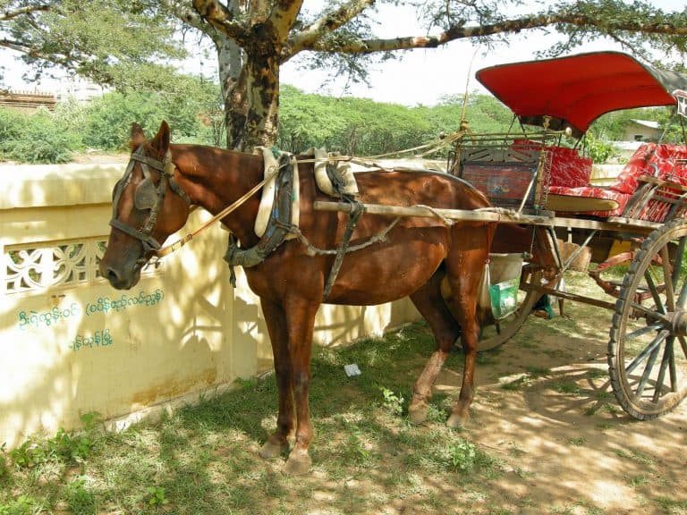 visiting Bagan in a horse cart