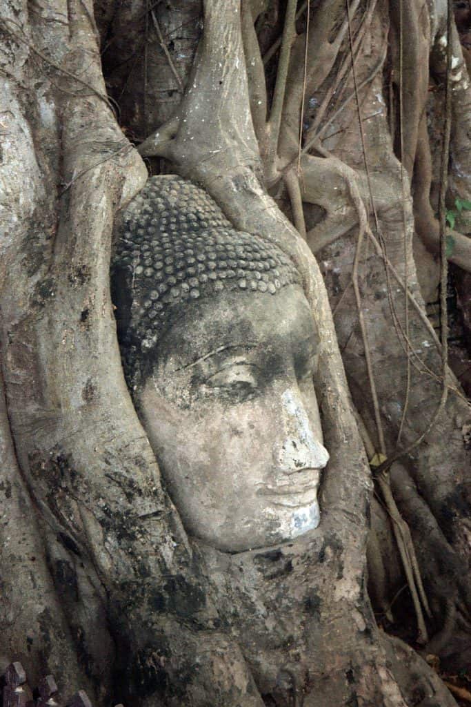 famous Buddha-head in Ayutthaya