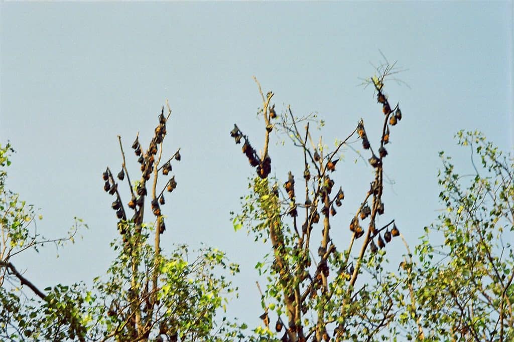 fruit bats in trees