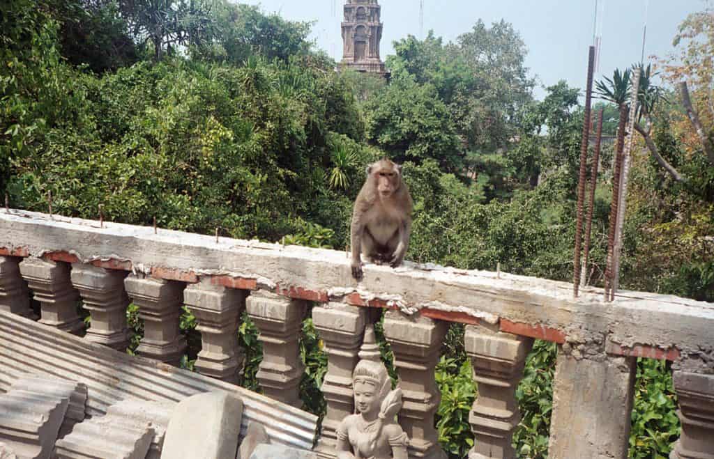 monkey at temple near Phnom Sampeau