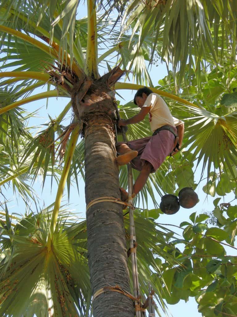 boy climbing in a palm tree to pick coconuts