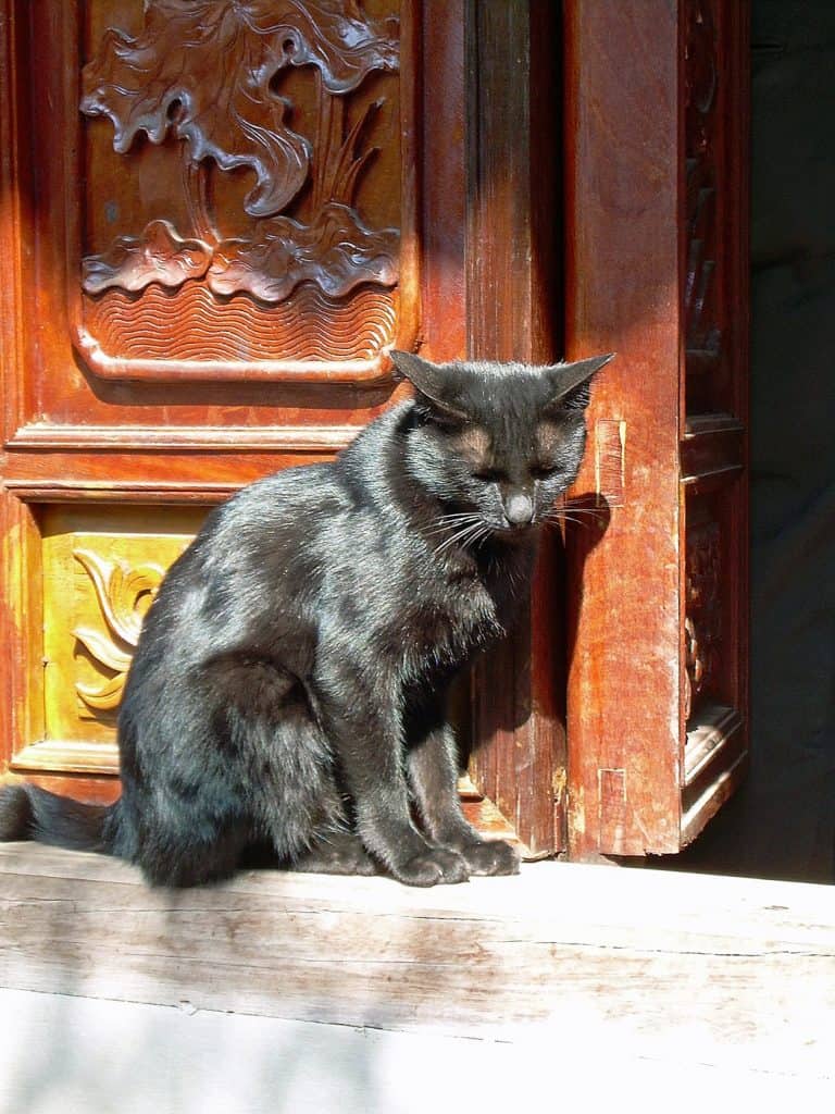sunbathing cat at entrance of Old Pillar Pagoda