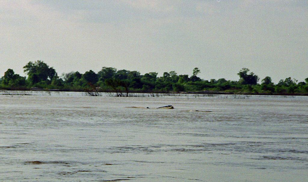 Irrawaddy dolphin breathing air in Kampi