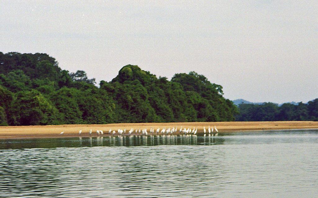 animal wildlife along Tonle Sap river around Voen Sai