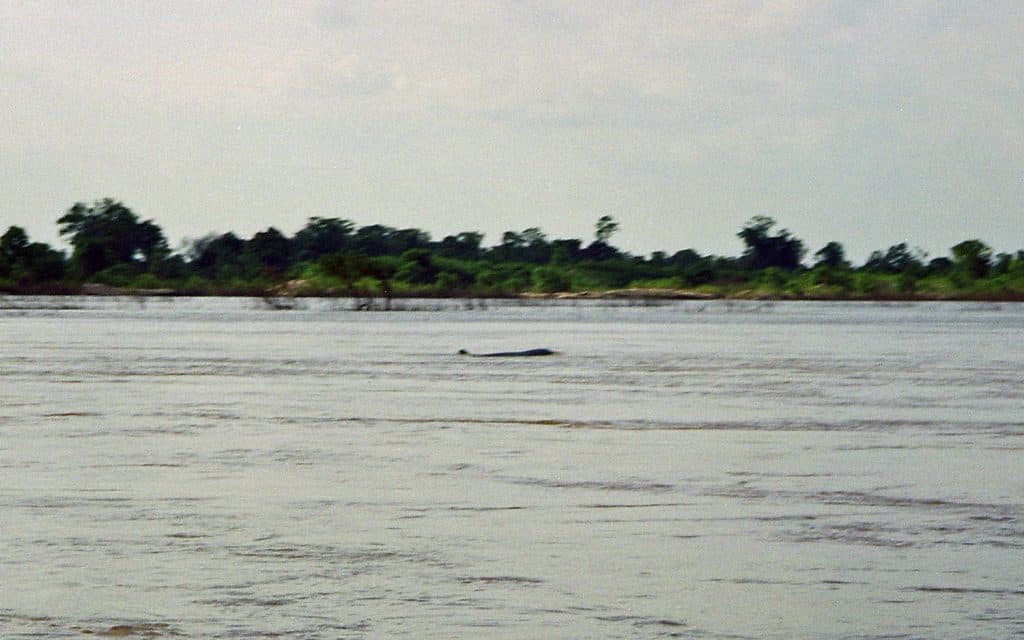 spotting Irrawaddy dolphins in Kampi