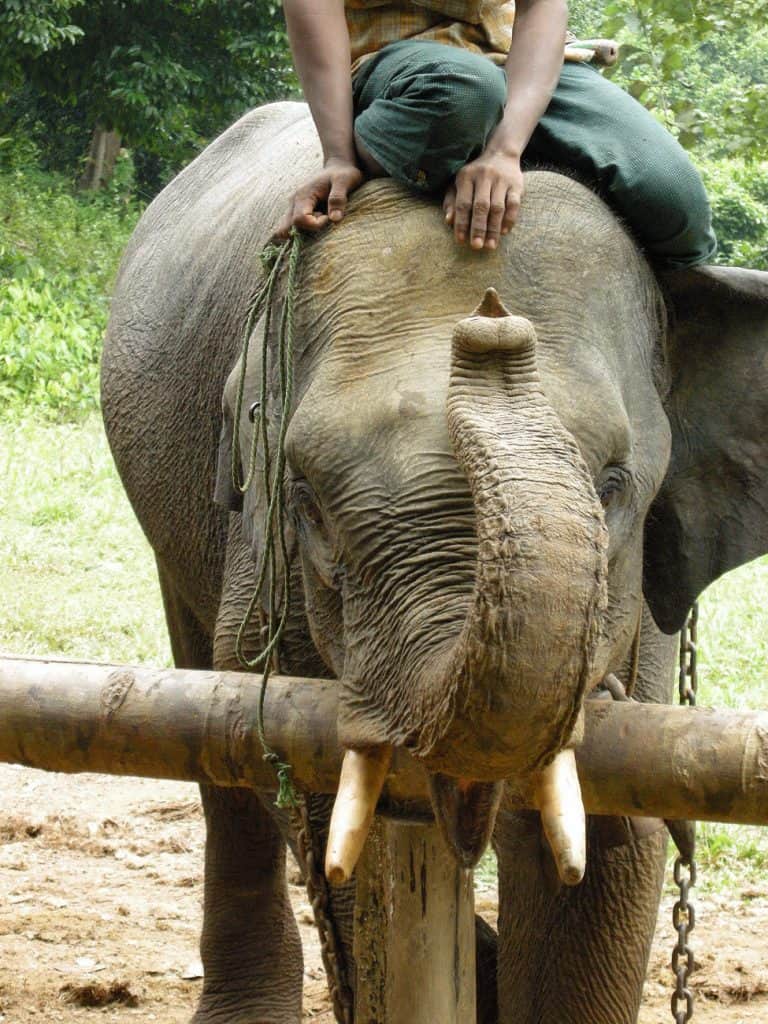 Padaung elephant camp