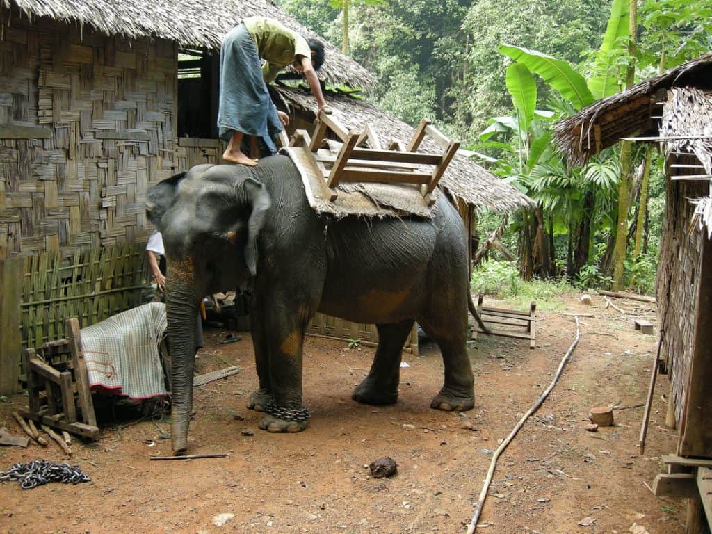 preparing to saddle an elephant at Padaung