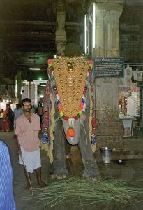 elephant inside Meenakshi complex in Madurai