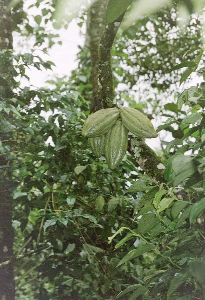 cocoa fruit tree