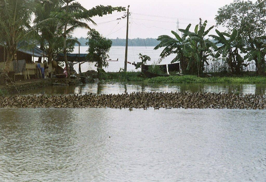 duck herd at backwaters in Kerala