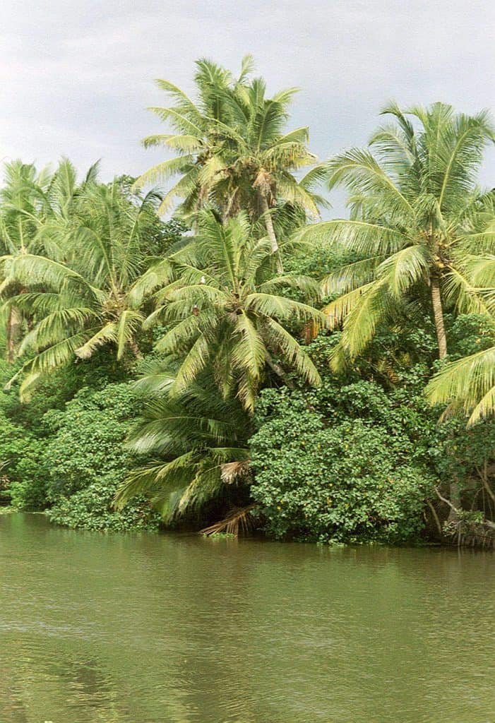 palm trees at backwaters