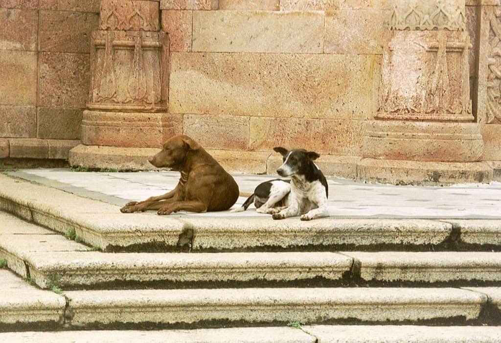 dogs chilling out back in Chennai